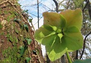 14 Sul sent. 506C per Ca' Boffelli Helleborus niger (Ellebori) in fruttescenza